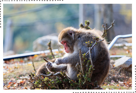 京都動物園